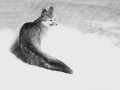 Arctic Fox