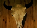 Buffalo Skull