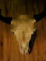 Buffalo Skull