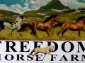 Freedom Horse Farm