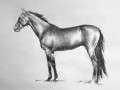 Horse   3  18 x 14 lf